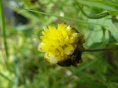 Trifolium badium