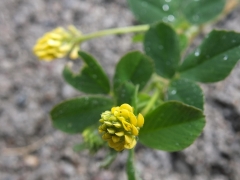 Trifolium campestre