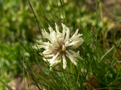 Trifolium montanum