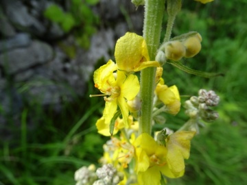 2024-06-16-Camino-fiori-169