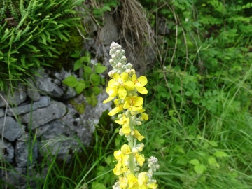 2024-06-16-Camino-fiori-170