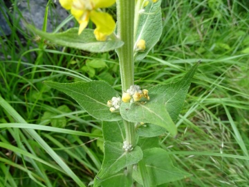 2024-06-16-Camino-fiori-171