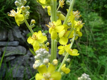 2024-06-16-Camino-fiori-173