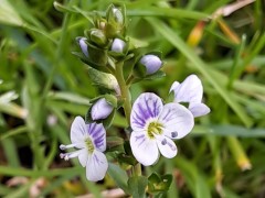 Veronica serpyllifolia