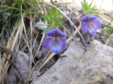 2009-05-07 val tignalga 203