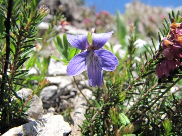 2009-05-07 val tignalga 225